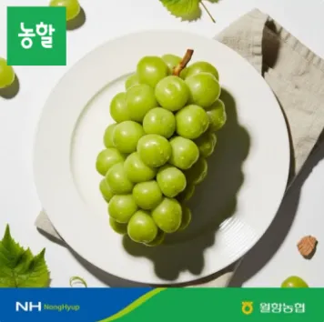 월항 농협 16~17Brix 이상 샤인머스켓 2kg 4수